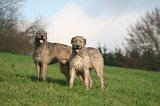 IRISH WOLFHOUND 389